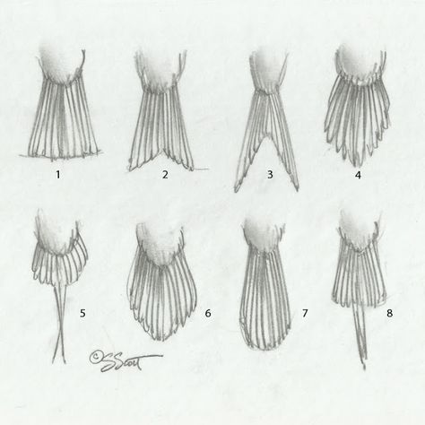 Sandy Scott Art: #419 In the studio: Bird anatomy, con't . Bird Anatomy, Tail Drawing, Feather Drawing, Bird Artists, Clay Birds, Bird Sketch, Nature Sketch, Bird Carving, Different Birds