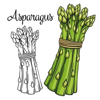 Asparagus Drawing, Vegetables Name, Vegetable Drawing, Thanksgiving Vegetables, Homemade Books, Recipe Drawing, Fruits Drawing, Sushi Set, Drawing Vector