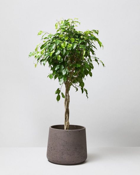 Weeping Fig Tree, Weeping Fig, Ficus Benjamina, Fig Plant, Rubber Tree, Air Purifying Plants, Plant Aesthetic, Outdoor Pots, Centre Piece