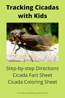 Cicada Art, Bug Activities, Holiday Activities For Kids, Kid Friendly Crafts, Nature Camping, Insect Art, Art Activities For Kids, Carnivorous Plants, Fact Sheet