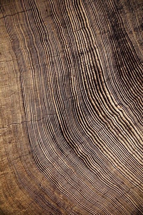 Art Rings, Earth Texture, Large Abstract Canvas, Photo Macro, Redwood Tree, Mood Images, Natural Patterns, Texture Inspiration, Art Ring