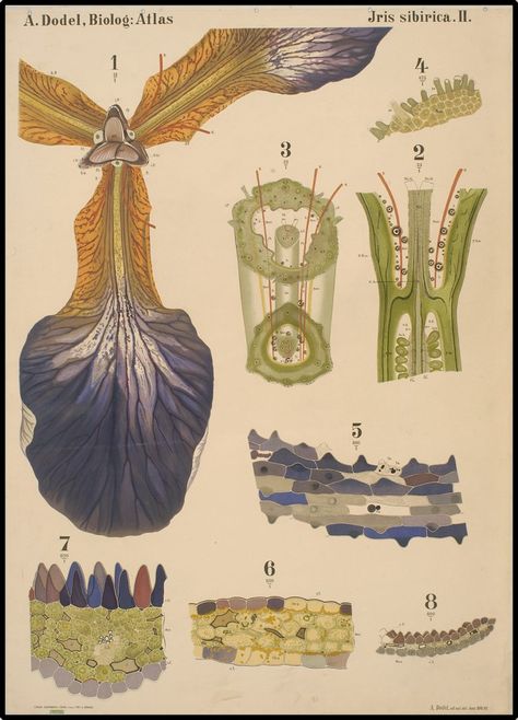 The Dodel-Port Atlas Plant Anatomy Charts - 1878 - Flashbak Plant Anatomy, Iris Sibirica, Scientific Drawing, Scientific Illustration, Chart Design, Plant Illustration, Botanical Illustration, Botanical Art, Botany