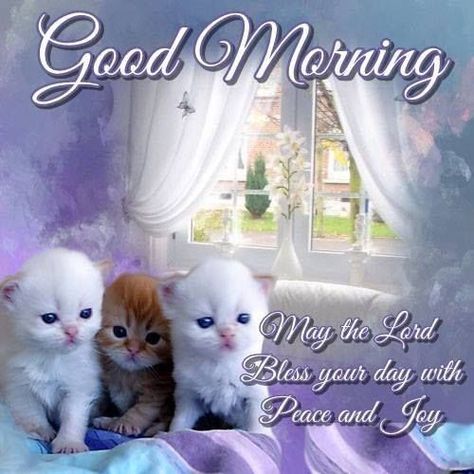 Animal Good Morning, Good Morning Boyfriend Quotes, Blessed Sunday Morning, Blessed Morning Quotes, Good Morning Cat, Love Good Morning Quotes, Good Morning Thursday, Morning Cat, Good Morning Blessings