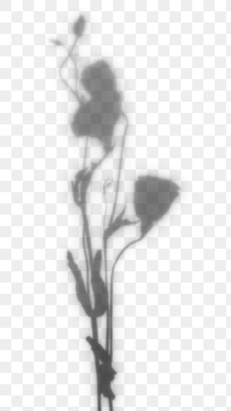 Png Shadow, Plant Shadow, Shadow Flower, Shadow Png, Shadow Design, Shadow Shadow, Shadow Plants, Flower Shadow, Sun Shadow