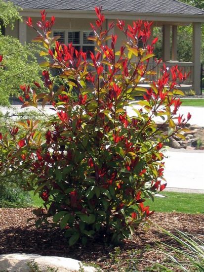 Photinia - Little Red Robin. http://www.ehow.com/how_4425049_prune-red-tip-photinia-.html Red Tip Photinia Privacy Fence, Red Tip Photinia Landscaping, Garden Small Ideas, Photinia Hedge, Red Tip Photinia, Photinia Fraseri Red Robin, Photinia Red Robin, Trees For Front Yard, Garden Hedges