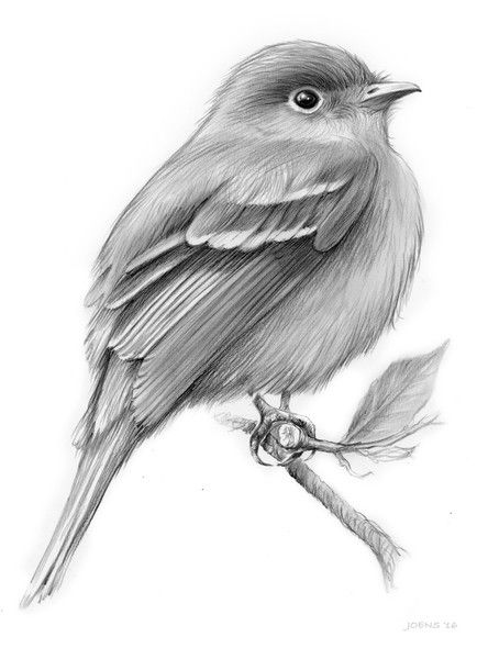 The Least Flycatcher by Greg Joens | ArtWanted.com Bird Pencil Drawing, Realistic Animal Drawings, Pencil Drawing Tutorials, Bird Sketch, 얼굴 그리기, Drawing Faces, Sketch Ideas, Pencil Art Drawings, Drawing Images