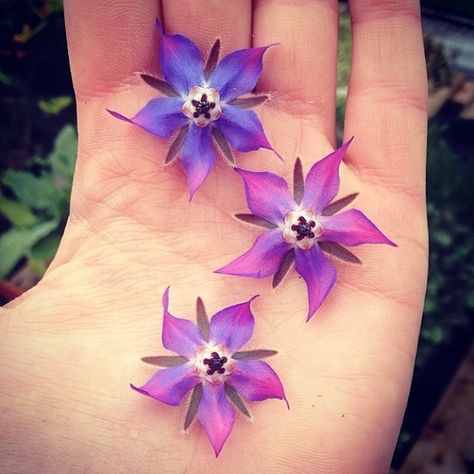 Borage Flower Tattoo, Borage Tattoo, Borage Flower, Roof Garden, Tattoo Inspo, Lotus Flower Tattoo, Flower Tattoo, Surgery, Tatting