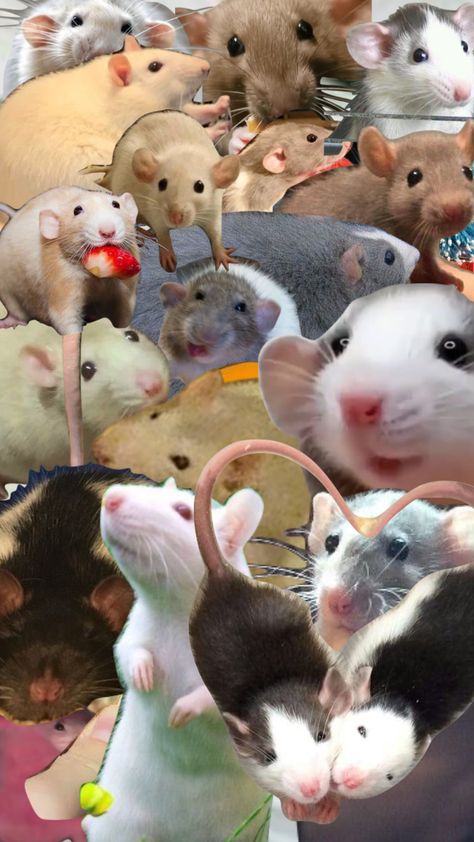 Rats Rat Wallpapers, Spicy Macaroni, Pretty Phone Backgrounds, Funny Rats, Cocoppa Wallpaper, Cute Rats, Book Wallpaper, Pet Rats, Art Wallpaper Iphone