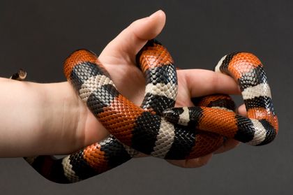 pueblan milksnake Pueblan Milk Snake, Milk Snake Enclosure, Pet Snakes, Snake Facts, Snake Enclosure, Snake Images, Milk Snake, Rat Snake, Pretty Snakes