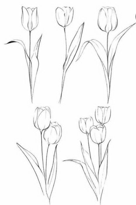 Tulip Sketch Simple, Pua Painting, Tulip Drawings, Tulip Sketch, Tulip Flower Drawing, Mix Drawing, Flowers Step By Step, How To Draw Flowers, Tulip Drawing