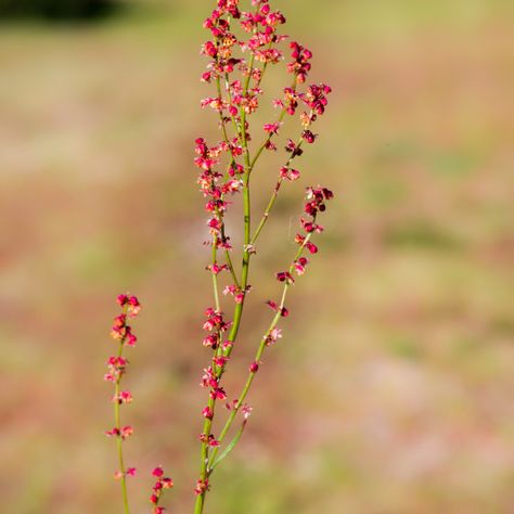 Sheep Sorrel by Gordon England - Purchase prints & digital downloads - Red sorrel (Rumex acetosella) plant with tiny red flowers, Caesar's Camp, Aldershot, Hampshire. UK, May 2020 #photography #plant #flower #wildflower #flora Tiny Red Flowers, Rumex Flower, Red Sorrel, Sheep Sorrel, Capricorn Things, Red Wildflowers, 2020 Photography, Tattoo Leg, Wildflower Tattoo