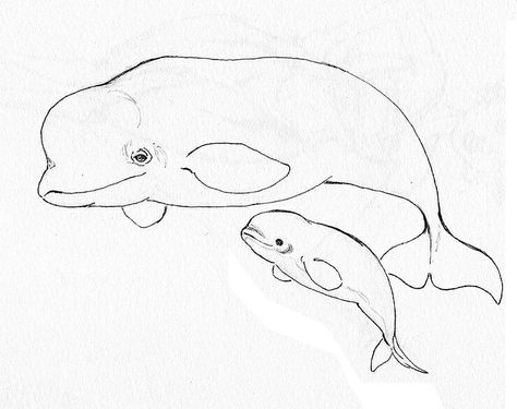 Beluga Whales Outlined Pictures, Whale Sketch, Whale Coloring, Baby Beluga, Beluga Whales, Whale Coloring Pages, Whale Drawing, Ocean Drawing, Whale Illustration