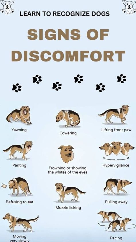 Dog Body Language, Dog Remedies, Dog Advice, Dog Language, Dog Facts, Dog Info, Dog Hacks, Dog Care Tips, Puppy Care