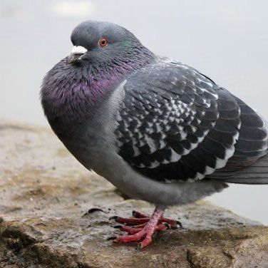 Fat Pigeon I found on Google :) https://twitter.com/iamfatpigeon Peacock Reference, Fat Pigeon, Pigeon Drawing, Feral Pigeon, Pigeon Post, Pet Pigeon, Cute Pigeon, Pigeon Pictures, Wood Pigeon