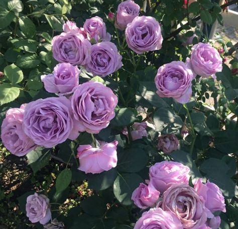 Purple Climbing Roses, Purple Pampas Grass, Garden Planning Layout, Flowers Easy, Climbing Rose, Rare Seeds, Rose Seeds, Lavender Roses, Beautiful Flower Arrangements