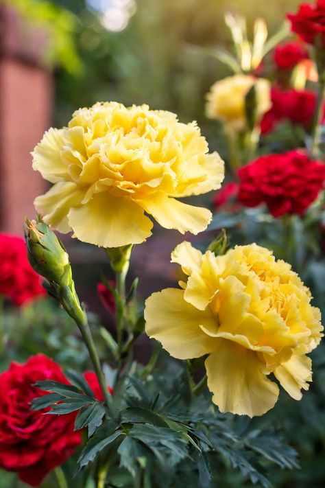 Combining carnations with other companion flowers allows for a play of colors and textures that is truly breathtaking. It's a floral symphony that celebrates diversity and harmony. Yellow Carnations Aesthetic, Carnation Reference, Carnation Photography, Colorful Flowers Aesthetic, Companion Flowers, Carnations Flower, Carnation Plants, Yellow Perennials, Purple Perennials