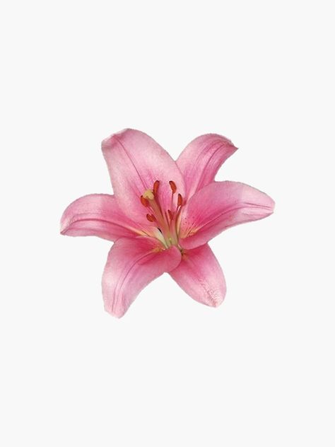 "pink lily flower" Sticker by ---clara--- | Redbubble Single Flower Illustration, Lilies Aesthetic, Lily Sticker, Lily Aesthetic, Pink Lily Flower, Images Of Flowers, Cha Ching, Lilly Flower, Sketchbook Inspo