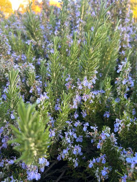 Tuscan Blue Rosemary, Modern Spanish Revival, Grilling Vegetables, Rosemary Flower, Casket Flowers, Rosemary Plant, Rosemary Sprigs, Spanish Revival, Fresh Rosemary