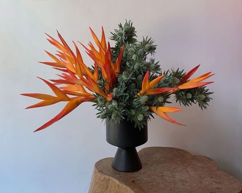 Agos Muni on Instagram: “🧨🐊🧡 Heliconia & Eryngium for @thefrankieshop today !” Agos Muni, July 28, Flower Art, Instagram Profile, Plants, Flowers, On Instagram, Instagram, Art