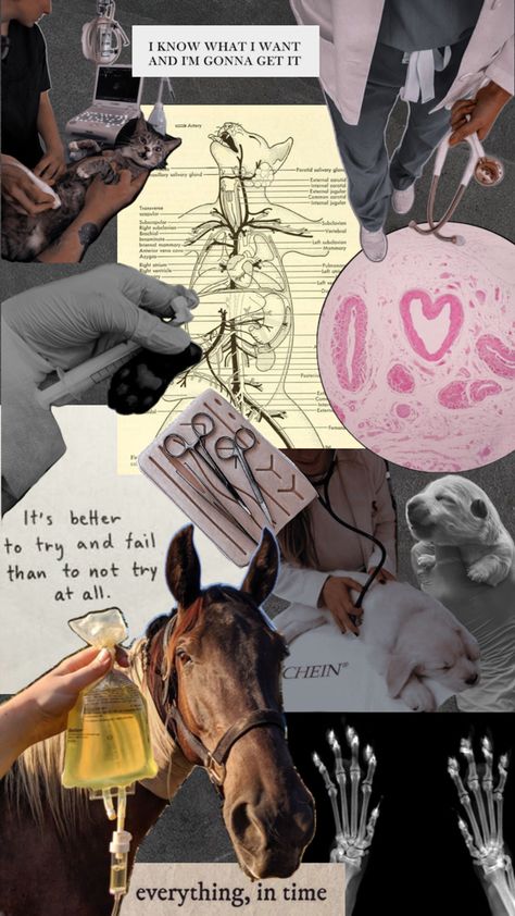 Vet Pictures, Vet School Motivation, Veterinarians Medicine, Vet Tech School, Veterinary Tech, Vet Tech Student, Vet Technician, Horsey Life, Large Animal Vet