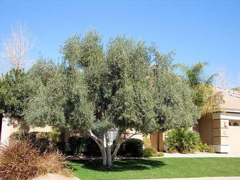 'Majestic Beauty' olive is a nearly fruitless olive tree introduced by Monrovia Nursery. Tuscan Landscape Design, Olive Trees Landscape, Xeriscape Landscaping, Yard Makeover, Tree Moon, Tuscan Landscaping, Landscape Maintenance, Specimen Trees, California Landscape