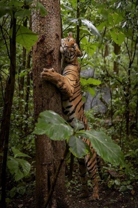 Rainforest Tribes, Amazon Rainforest Animals, Amazon Forest, A Daily Routine, Jungle Vibes, Rainforest Animals, Wild Spirit, Inspo Board, Amazon Rainforest