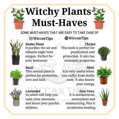 Witch Plants, Instagram Do, Witchy Garden, Witch Herbs, Magia Das Ervas, Green Witchcraft, Witch Garden, Love Plants, Magic Herbs