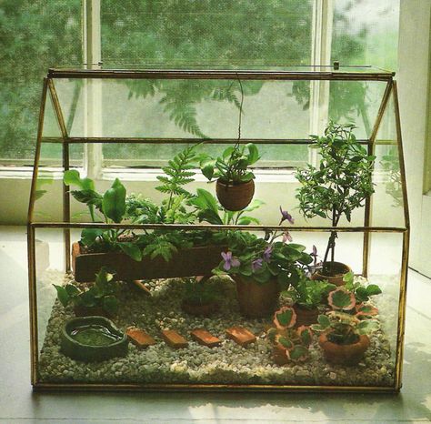 Scribbit | A Blog About Motherhood in Alaska: Tiny Terrariums, Mini Gardens and Victorian Wardian Cases Wardian Case, Pet Snails, Mini Gardens, Small Greenhouse, Mini Greenhouse, Indoor Gardens, Garden Terrarium, Mini Succulents, Terraria