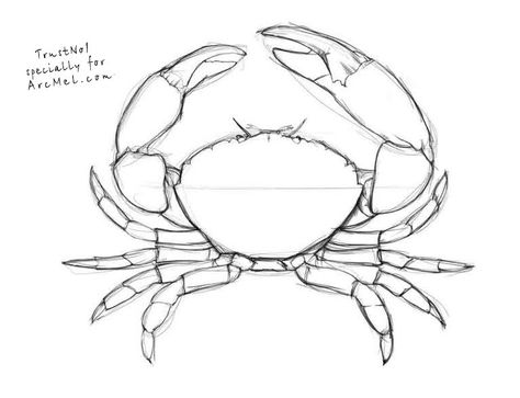 How To Draw A Lobster Step By Step, Crustaceans Drawing, How To Draw A Crab, Cute Crab Drawings, Crab Drawing Simple, Crab Drawing, Crab Painting, Tier Tattoo, Crab Art