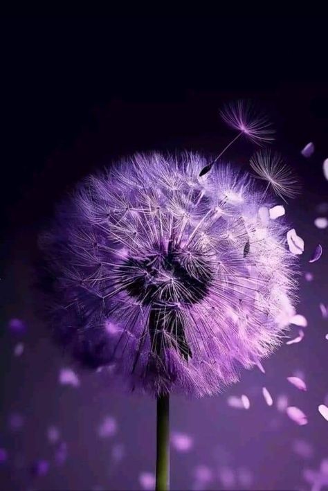 Dandelion Aesthetic, Purple Dandelion, Dandelion Tattoo, Art Photography Portrait, Dandelion Flower, Space Ideas, Flower Template, Photography Portrait, Black Wallpaper