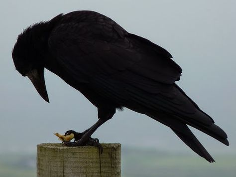 Black raven photo huge beak Raven Images, Crow Images, Crow Silhouette, Crows Drawing, Vintage Witch Art, Raven Bird, Foto Transfer, Crow Art, Raven Art