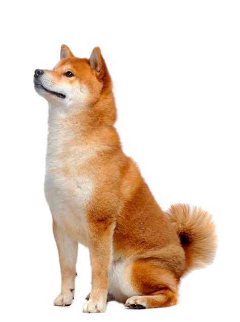 Dog Poses, Royal Canin, Shiba Inu, Drawing Reference, Dog Breeds, Puppies, Japan, Dogs, Animals