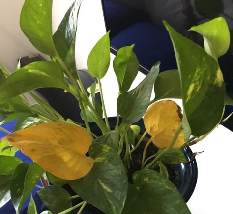 Why Are My Plants Turning Yellow, Yellow Leaves On Pothos, Pothos Turning Yellow, Pothos Yellow Leaves, Yellow Plant Leaves, Pothos Leaves Turning Yellow, Golden Pothos Care, Potted Plants For Shade, Pathos Plant