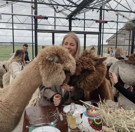 Alpaca ecofarm farm Holland Alpaca Aesthetic, Eco Farm, Alpaca Farm, Packing For Europe, Farm Clothes, Farm Photo, Diy Greenhouse, Europe Summer, Europe Travel Tips