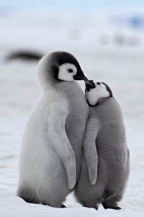 Emperor Penguin (Aptenodytes forsteri) / Manchot empereur / Image by Richard McManus from flickr Emperor Penguin Chick, March Of The Penguins, Penguin Pictures, Penguin Love, Emperor Penguin, Flightless Bird, Baby Penguins, Winter Animals, Animal Alphabet