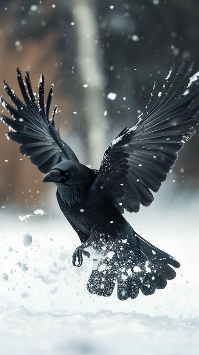 In the quiet of a snowy landscape, a majestic black raven leaps into the air, its wings wide open and gracefully arched. Snowflakes flutter around it, catching in the slight breeze and sparkling in the muted light. This powerful moment, captured in the heart of winter, showcases the raven's impressive wing span and the delicate beauty of nature in the colder months. It's a striking reminder of the resilience and adaptability of wildlife, even in harsh conditions. Raven Art Dark, Raven Spirit Animal, Art Painting Tattoo, Raven In Flight, Raven Photo, Raven Aesthetic, Raven Totem, Raven Images, Mystic Creatures