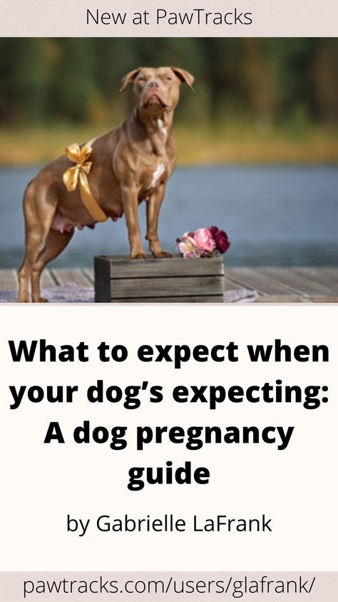 Whether or not you’re planning on breeding your pup, there’s a lot of value in learning about dog pregnancy stages and how to care for a dog who’s expecting. As adorable and exciting as puppies are, do you know how to handle what comes first? What to expect when your dog’s expecting: A dog pregnancy guide Dog Pregnancy Stages, Dog Pregnancy Announcement Puppies, Dog Having Puppies, 3 Weeks Pregnant, Pregnancy Morning Sickness, Pregnancy Supplements, Dog Pregnancy, Puppy Formula, Best Prenatal Vitamins