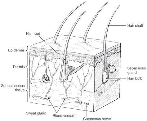 Skin Diagram Drawing, Skin Diagram Anatomy, Skin Anatomy Drawing, Integumentary System Drawing, Skin Diagram, Organs Anatomy, Human Body Lesson, Entamoeba Histolytica, Biology Drawing