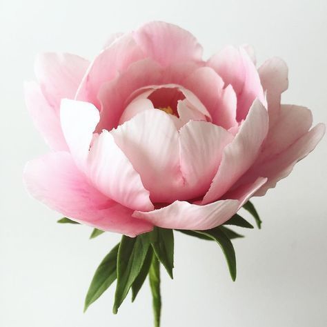 Sugar Flowers, Peony Flower, Exotic Flowers, Pink Peonies, Flowers Nature, Flower Photos, Flower Pictures, Plant Life, Botanical Illustration