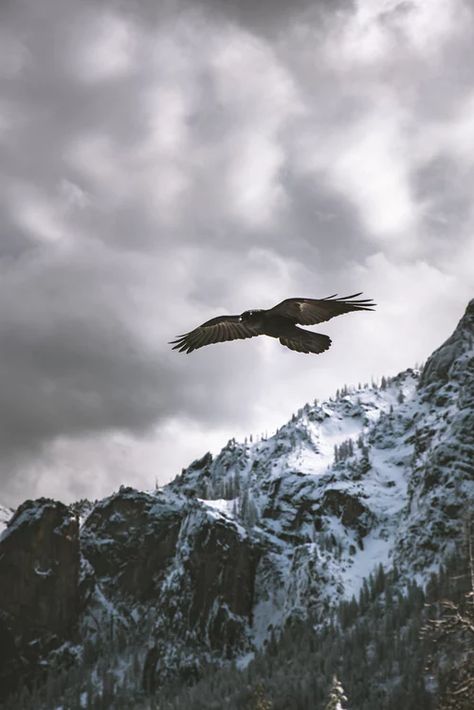 Making new friends | HD photo by Casey Horner (@mischievous_penguins) on Unsplash Eagle And Wolf, Crow Pictures, Aigle Royal, Eagle Wallpaper, Low Light Photography, Eagle Pictures, Birds In The Sky, Animal Totem, Mountain Photos