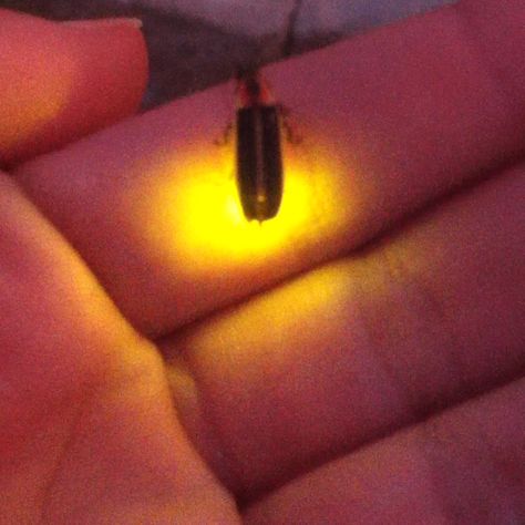 Lightning bug friend :) Catching Fireflies Aesthetic, Bea Aesthetic, Firefly Aesthetic, Woven Kingdom, Ziggy Berman, Fire Flies, Lighting Bugs, Letting Them Go, Lightning Bugs