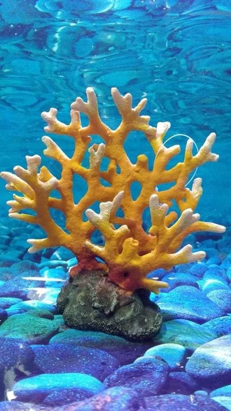 Coral Photography, Coral Reef Photography, Coral Plant, Coral Reef Art, Ocean Projects, Under Ocean, Underwater Painting, Ocean Coral, Sea Plants