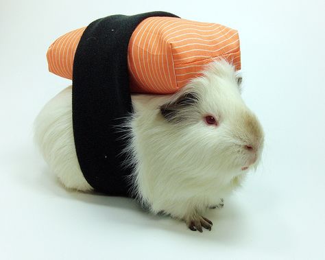 Guinea pig Brain's sushi costume for Halloween - made from spoonflower fabric printed up to look like raw salmon Guinea Pig Costumes, Guinea Pig Clothes, Pig Halloween, Guinea Pigs Funny, Pig Costumes, Pet Guinea Pigs, Cute Guinea Pigs, Pet Halloween Costumes, Animal Costumes