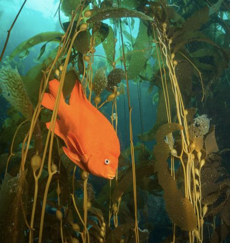 Garibaldi Fish, Yellow Sea Creatures, Sea Plants Underwater, National Aquarium Baltimore, Crocodile Swimming Underwater, Underwater City, State Symbols, California State, California