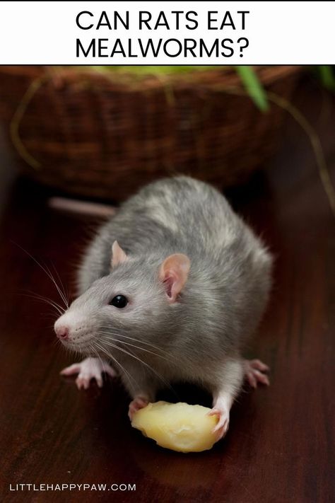 Can Rats Eat Mealworms Pet Rats, Animal Behavior, Pet Food, Pet Health, Rats, Food Animals, Pet, Canning, Animals