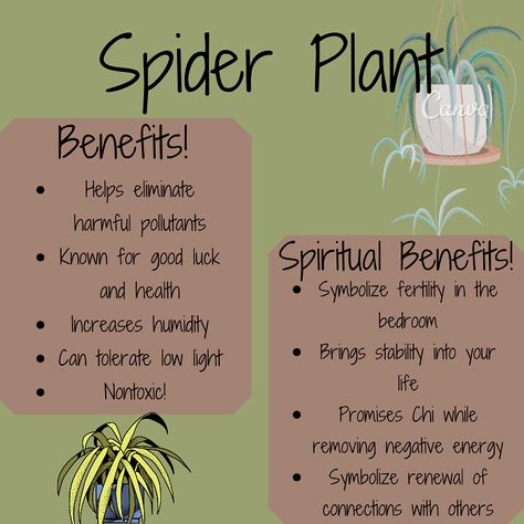 Spiritual Plants For Home, Interesting Plant Facts, Protection Plants Witchcraft, Crystals For Plant Growth, Plants For Witches, Plant Witchcraft, Witchcraft Plants, Plants And Their Benefits, Spider Plant Hanging