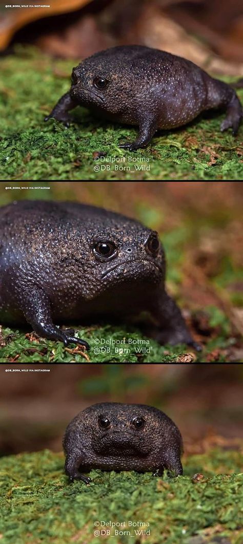 African Rain Frog, Rain Frog, Black Rain, African Animals, Fish Pet, Cute Animals, Fish, Animals, Instagram