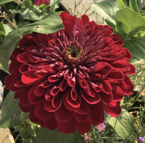 Zinnia 'Benary's Giant Deep Red' Red Zinnia Flowers, Red Zinnia, Zinnia Seeds, Property Ideas, Garden Paradise, Zinnia Flowers, Marigold Flower, Goth Girl, Blossom Flower