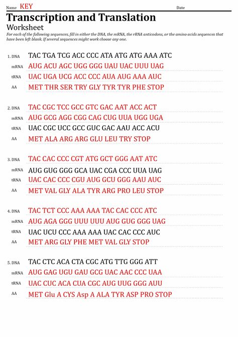 DNA Transcription and Translation Worksheet Answers Dna Transcription Notes, Rev Transcription, Translation And Transcription, Dna Worksheet, Recombinant Dna Technology Notes, Dna Transcription And Translation, Dna Transcription, Biochemistry Notes, Recombinant Dna