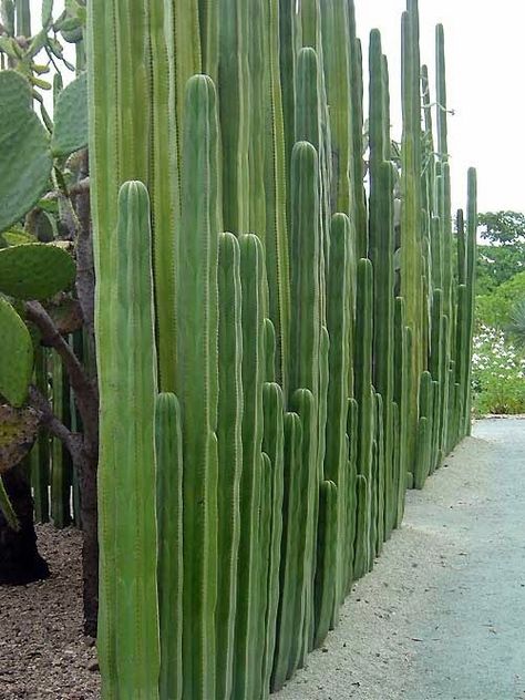 A Organ Pipe Cactus Wall: an elegant wall for a desert garden. This looks to be Organ Pipe Cactus (Lemaireocereus marinates) and a little research shows that it has often been used for natural fencing in the past. You can find more information through this Google Search on Organ Pipe Cactus. - very effective as a wall I am sure Organ Pipe Cactus, Story Teller, Desert Garden, Smart Ideas, Bohol, Desert Plants, Cactus Garden, Desert Landscaping, Succulents Garden